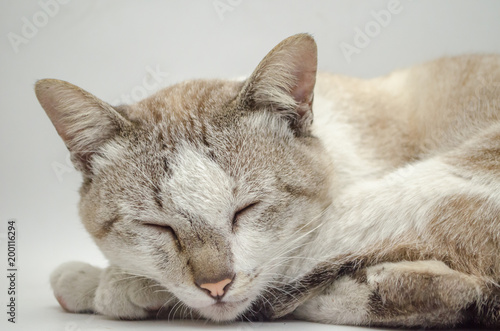 Cat Sleeping Pet Cute Cat Gray White