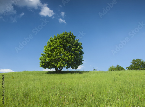 lonley tree on a meadow