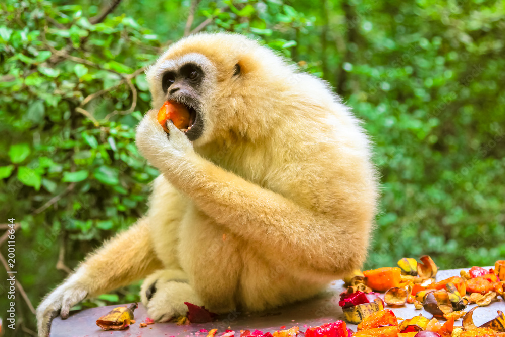 Naklejka premium White Handed or Lar Gibbon Monkey. Gibbon eating fruits in the forest, Hylobates Lar species living in Indonesia, Laos, Malaysia, Myanmar and Thailand in tropical rain forests.