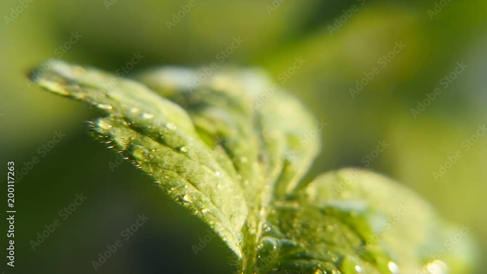 A magnificent macro of green leaves of a park plant under the heavy rain flux on a sunny day in spring. The sun rays light up the area A magnificent macro of green leaves of a park plant under the heavy rain flux on a sunny day in spring. The sun rays light up the area