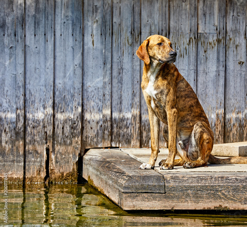Sad dog sitting at wooden pier by lake near water. Pet animal