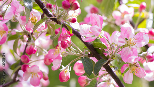 Photography Pink Flower