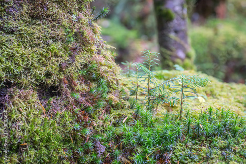 Green moss and green forest at Shiragoma no ike , Nagano