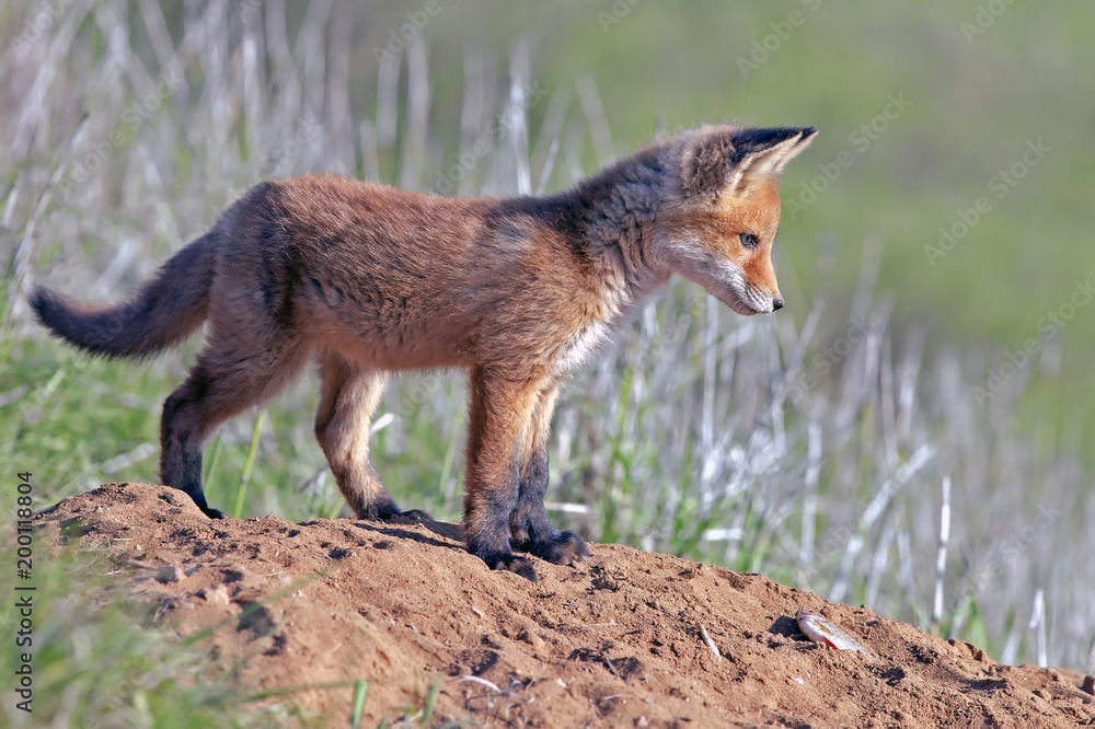 Fototapeta premium little fluffy Fox in the meadow