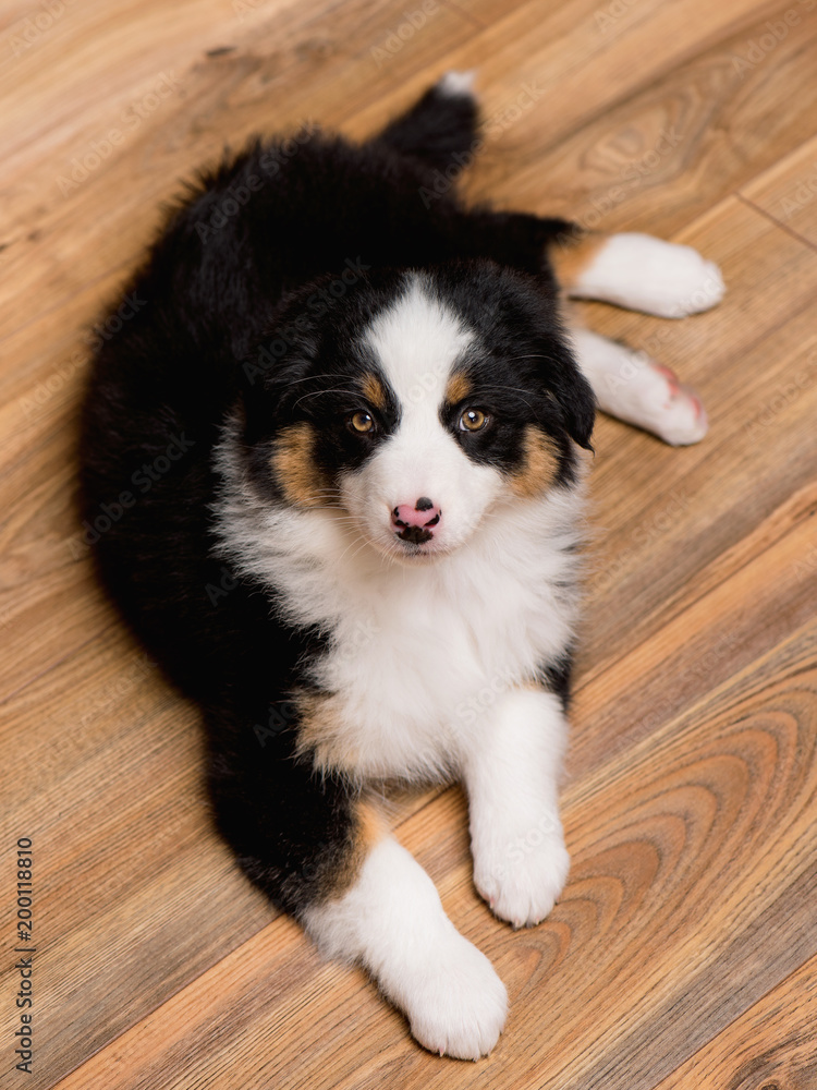 Australian Shepherd purebred puppy, 2 months old looking at camera - close-up portrait. Black Tri color Aussie dog at home.