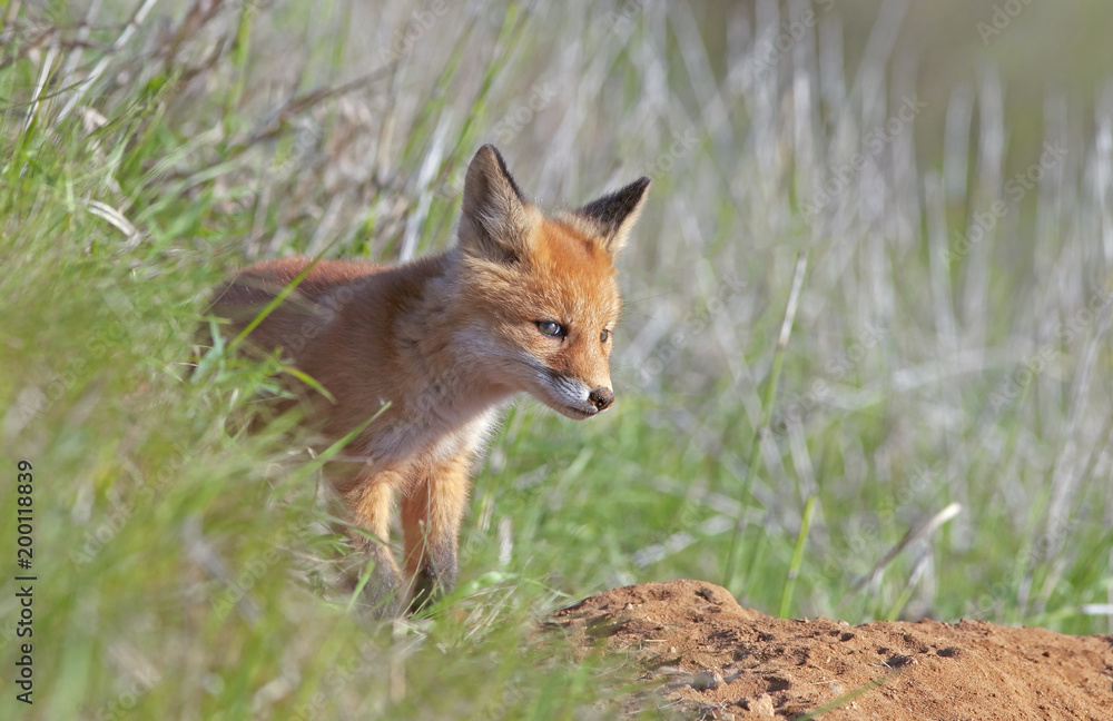 little fluffy Fox in the meadow little fluffy Fox in the meadow