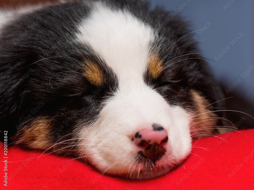 Australian Shepherd purebred puppy, 2 months old sleeping on the lair.  Black Tri color Aussie dog at home. Stock Photo | Adobe Stock