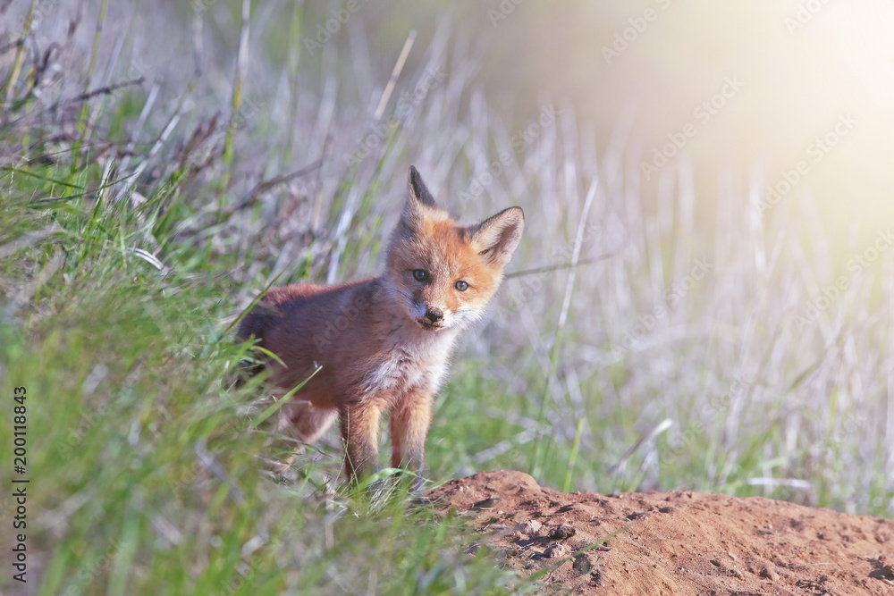 little fluffy Fox in the meadow little fluffy Fox in the meadow
