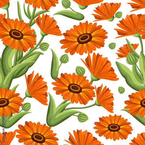 Seamless pattern. Vector illustration calendula flowers on white background. Medicinal herbs in sketch style Web site page and mobile app design