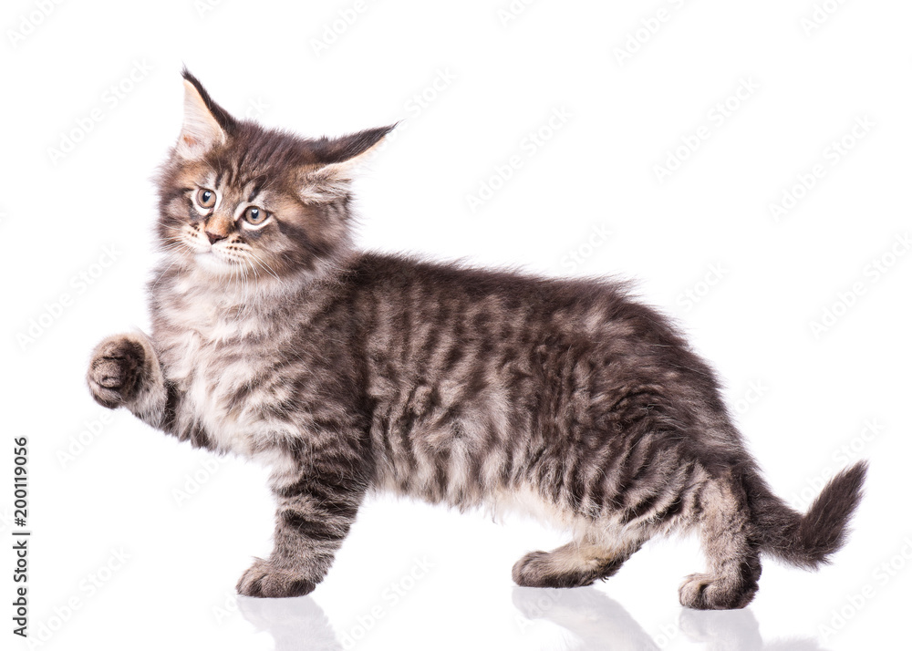Maine Coon kitten 2 months old. Cat isolated on white background. Portrait of beautiful domestic black tabby kitty.