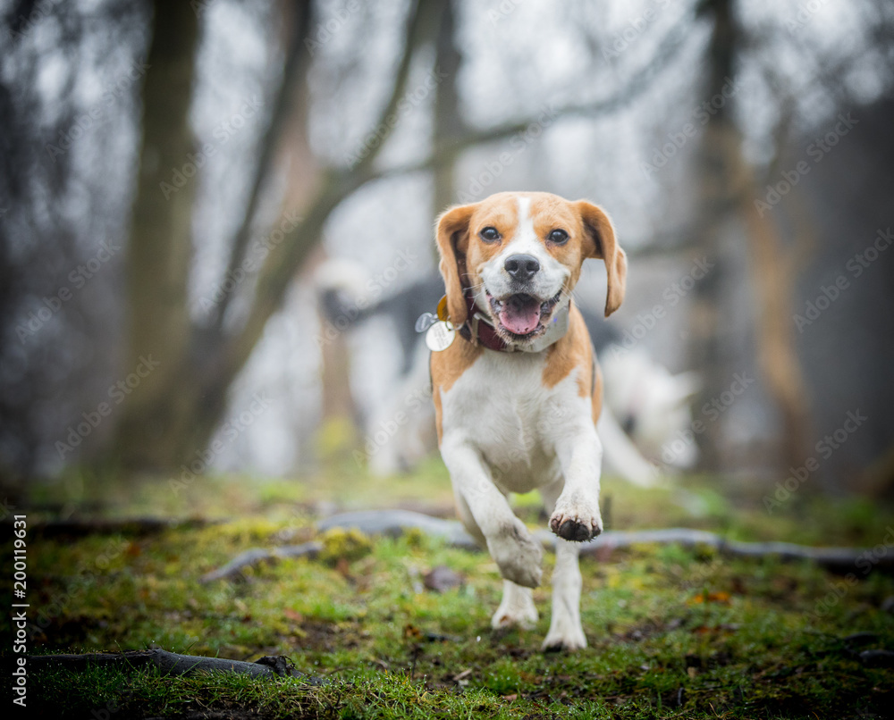 The happy Beagle