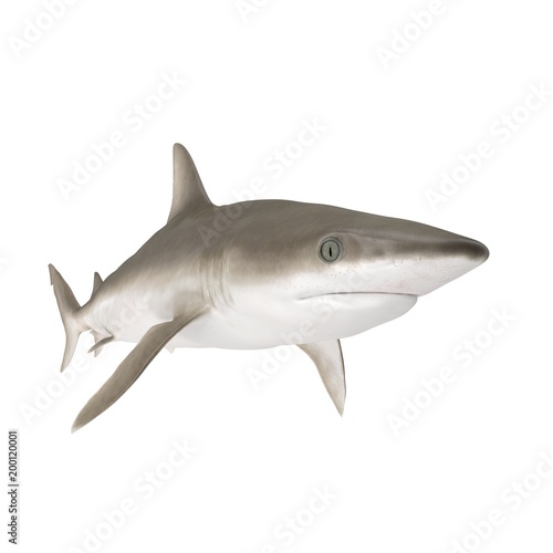 Blacknose Shark on white. 3D illustration