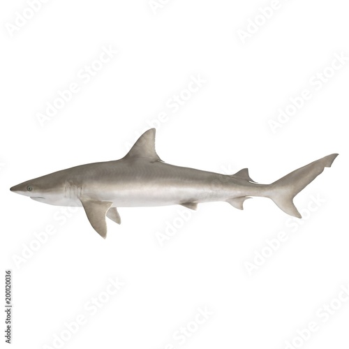 Blacknose Shark on white. Side view. 3D illustration