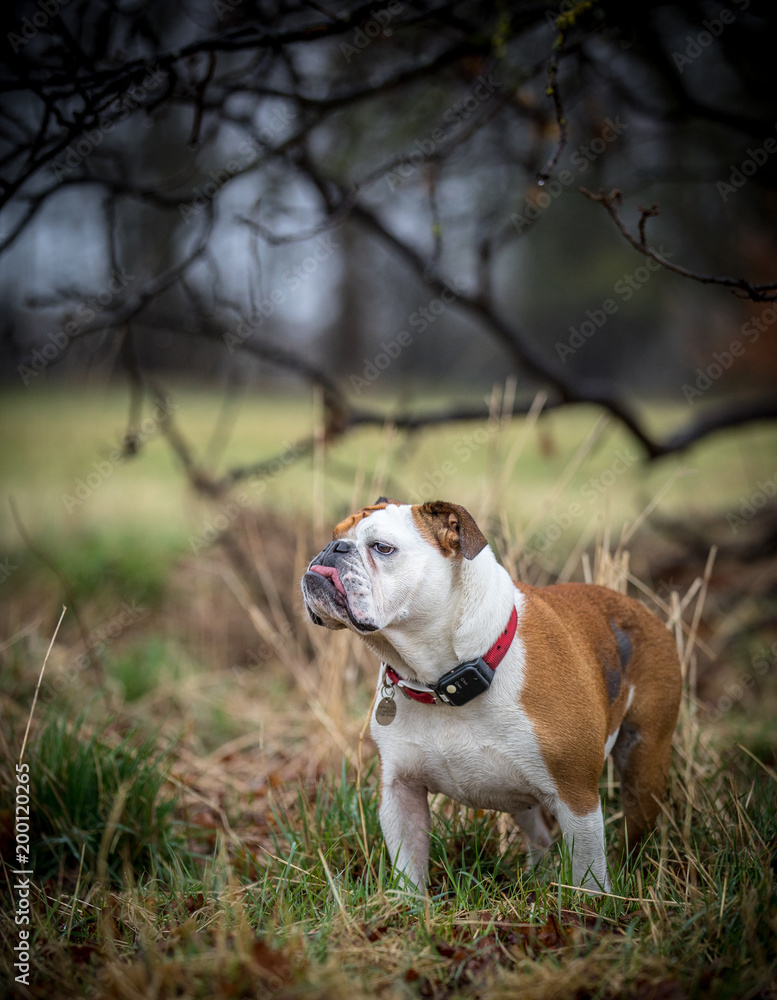 Bulldog in the trees