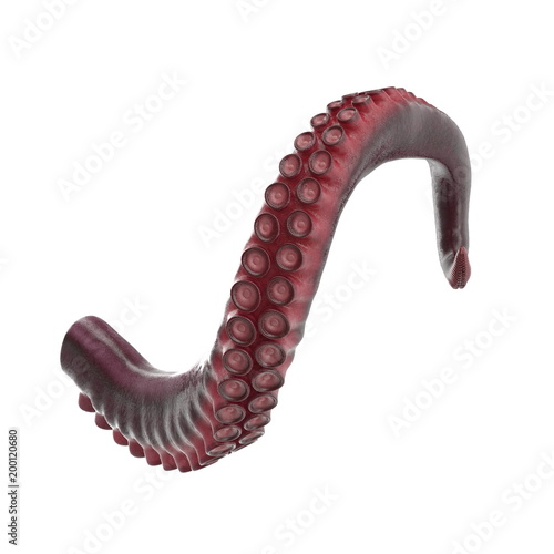 Octopus Tentacle on white. 3D illustration photo