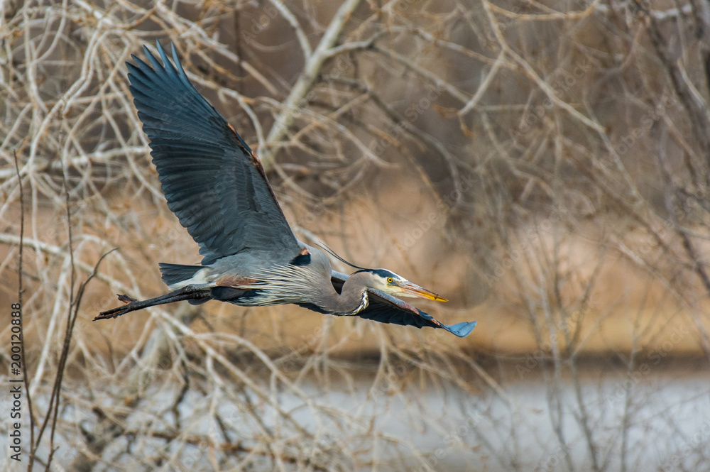 Obraz premium Great Blue Heron in Flight with Nesting Materials