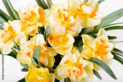 Fototapeta Naklejka Na Ścianę i Meble -  Bouquet of yellow daffodils isolated over the white background.