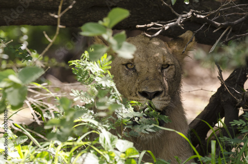 Fototapeta Naklejka Na Ścianę i Meble -  Lionne, Panthera leo, Parc national du Pilanesberg, Afrique du Sud