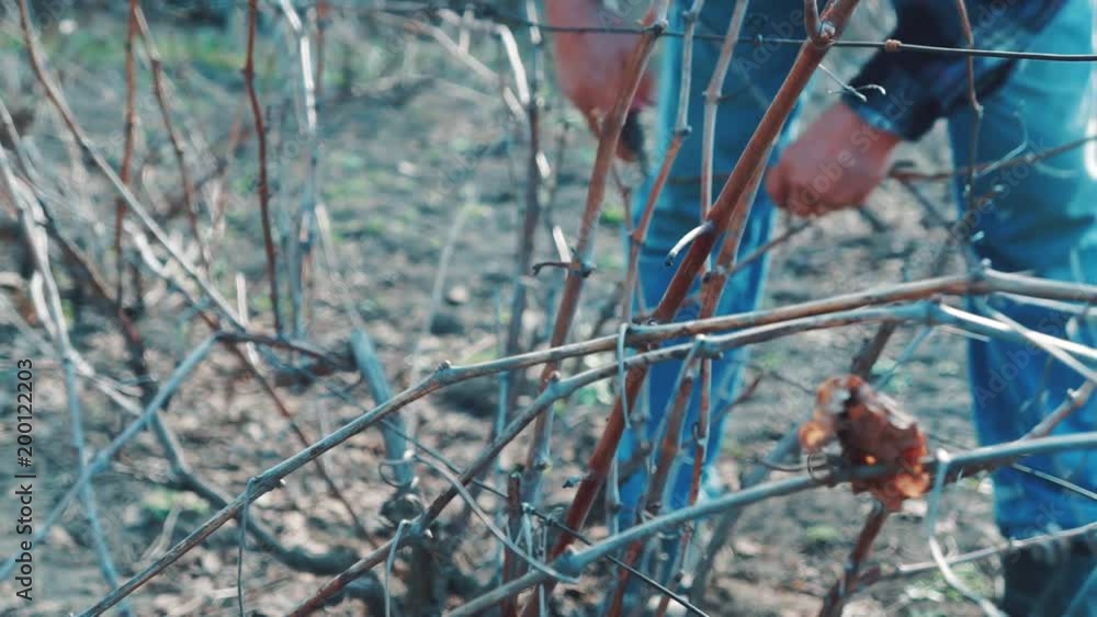 Farmer Pruning grapes in early spring season Farmer Pruning grapes in early spring season