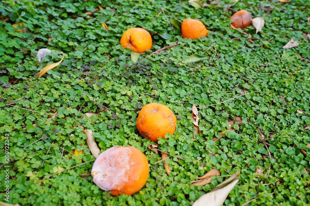 Oranges falling from the branch are rotting on the ground Oranges falling from the branch are rotting on the ground