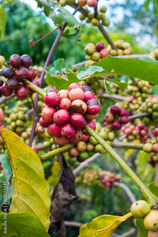 coffee tree in farm at thailand. coffee tree in farm at thailand.