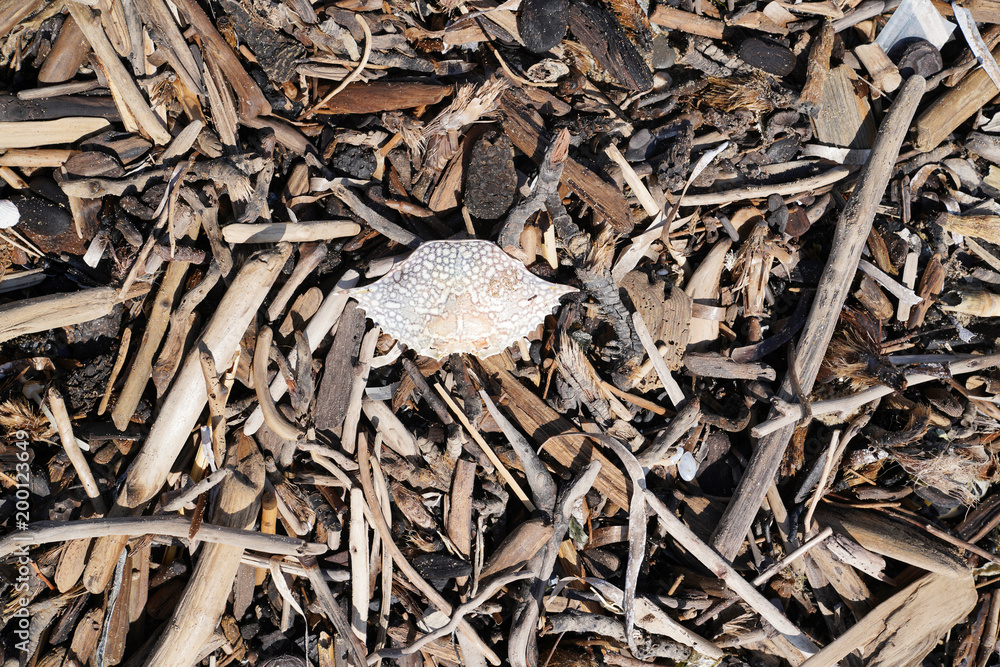 Driftwood or drift wood and a dead crab shell piled on a beach after a storm Driftwood or drift wood and a dead crab shell piled on a beach after a storm