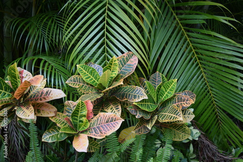 Tropical garden with palm tree and croton, close up.