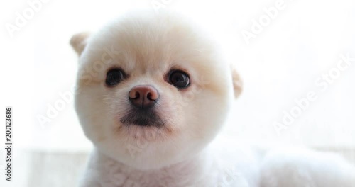 white pomeranian dog cute pet, close-up round animal funny face grooming short hair style