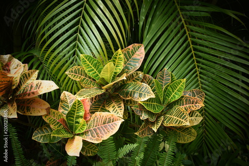 Tropical garden with palm tree, close up.