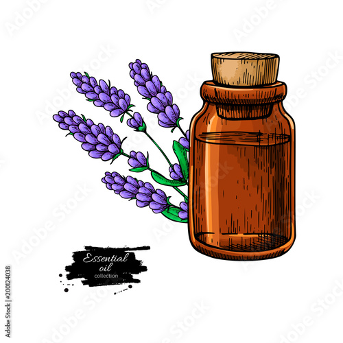 Lavander essential oil bottle and bunch of flowers hand drawn ve