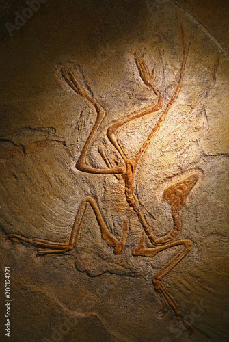 Close up petrified fossil remains of Archaeopteryx photo