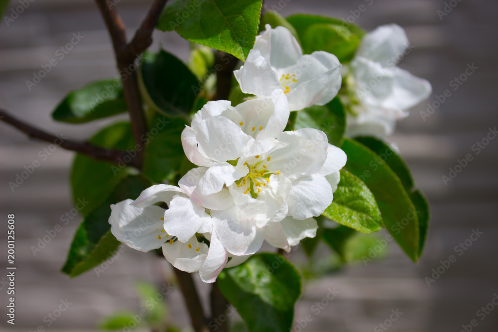 Obraz premium Apple blooms