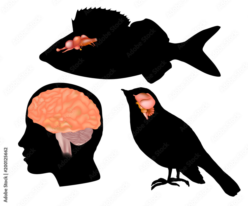 Size comparison to the brains of other animals. The Evolving Brain  Different animal (fish, bird) and human Stock Vector | Adobe Stock