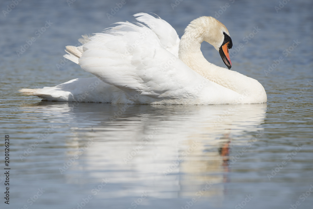 Obraz premium Single mute swans swimming in the water seen from the side with reflection