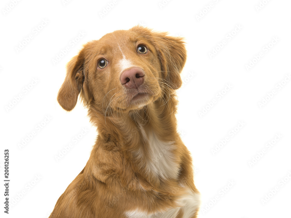 Fototapeta premium Portret młodego psa rasy retriever kaczka szkocka na białym tle