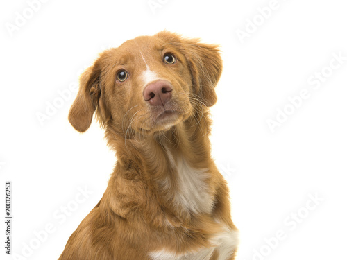 Portrait of a young scotia duck tolling retriever dog on a white background