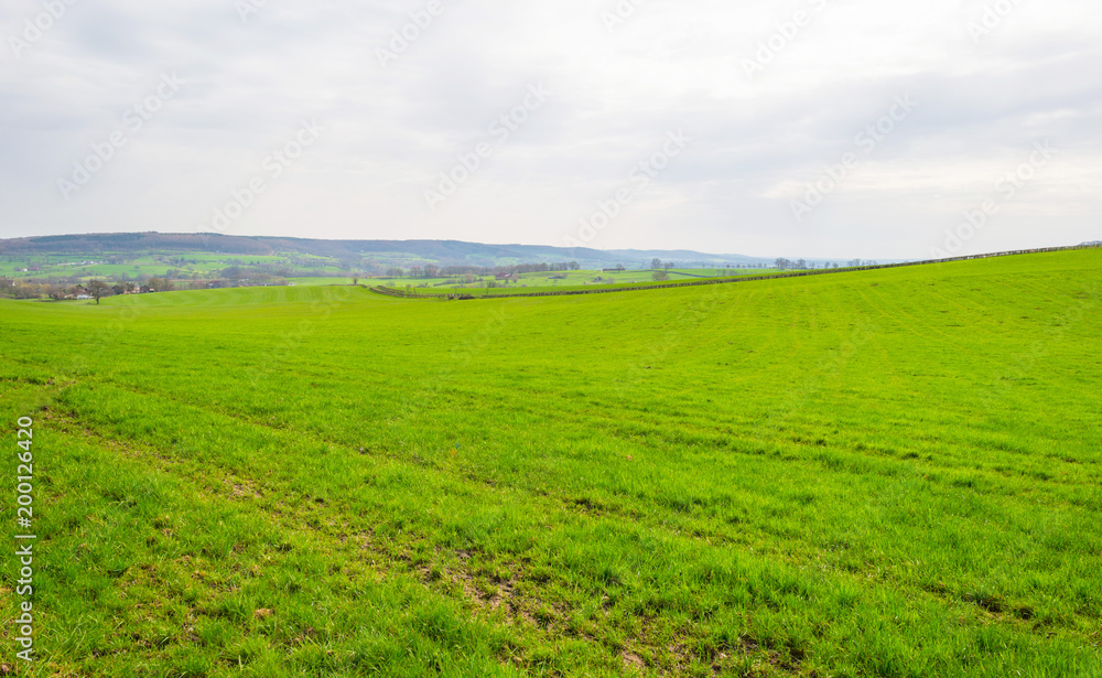 Panorama of a green meadow on a hill in sunlight in spring Panorama of a green meadow on a hill in sunlight in spring