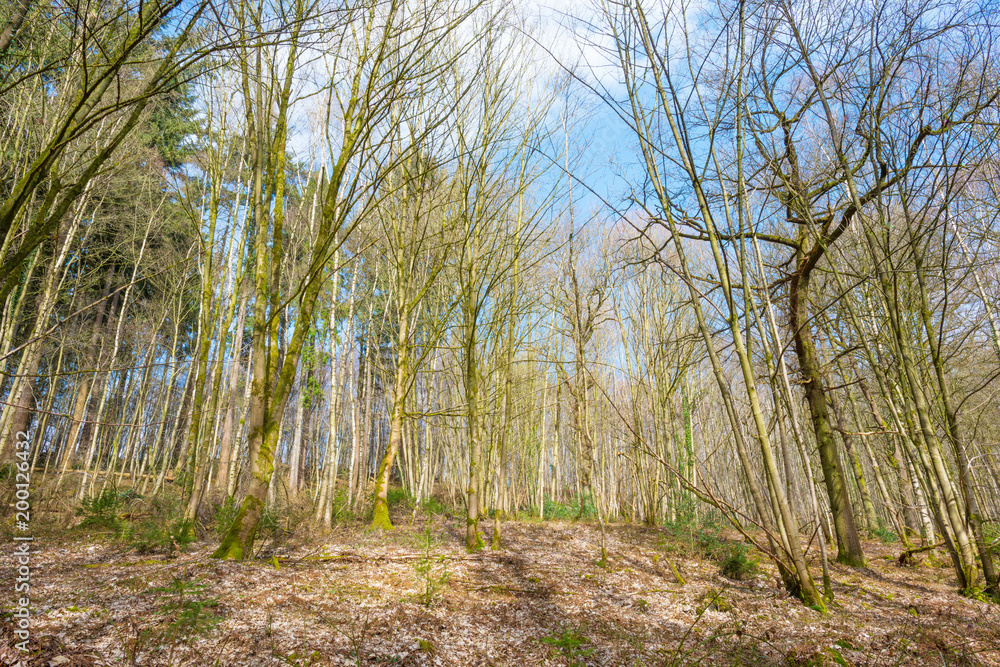 Path along forest and field in sunlight in spring Path along forest and field in sunlight in spring