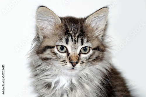 Fototapeta Naklejka Na Ścianę i Meble -  Little gray kitten portrait up isolated on white background