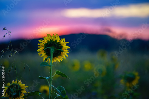 Sonnenblume im Morgenrot