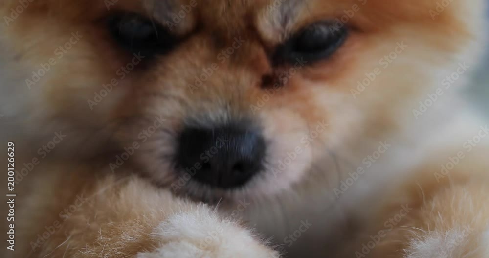 brown dog lick cleaning hair on leg Stock ビデオ Adobe Stock