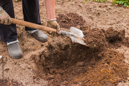 Worker digs the black soil with shovel in the vegetable garden, woman loosens dirt in the farmland, agriculture and hard work concept