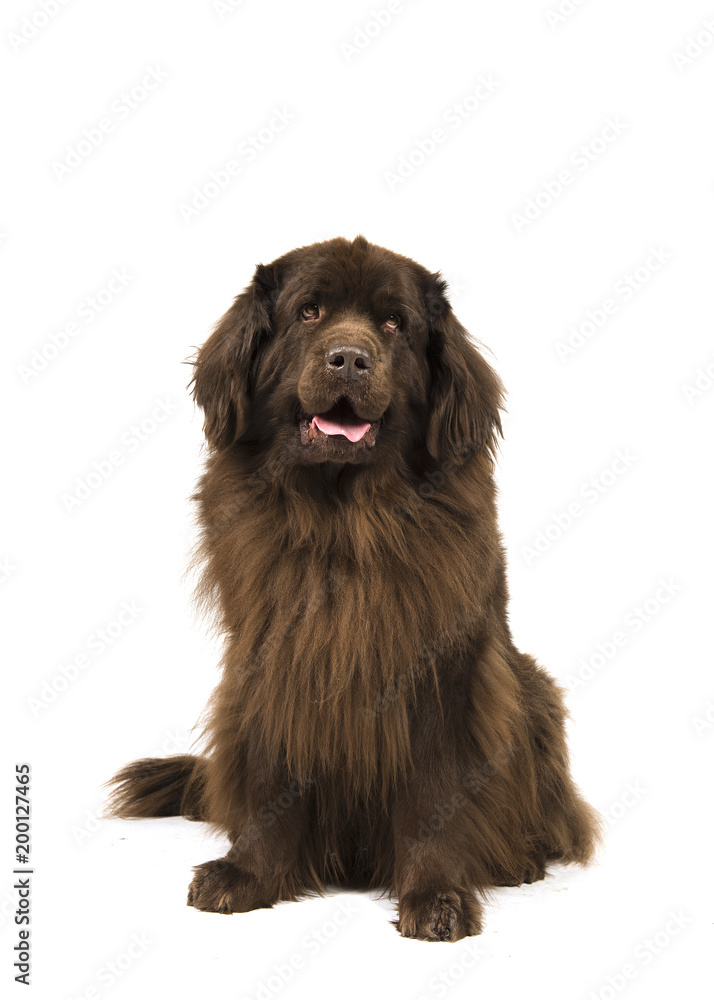 Sitting Brown Newfoundland Dog Looking Up Isolated On A White Background Stock Photo Adobe Stock