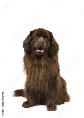 Fototapeta Naklejka Na Ścianę i Meble -  Sitting brown newfoundland dog looking up isolated on a white background