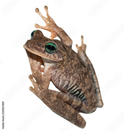 Rana de ojos verdes sobre fondo blanco, Frog of green eyes
