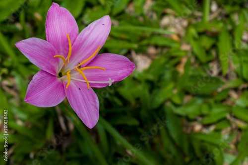 BEAUTIFUL FLOWERS WALLPAPER