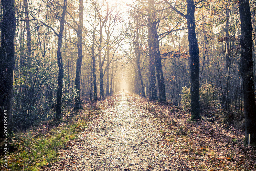 Naklejka premium Rain and sunshine on a forest path