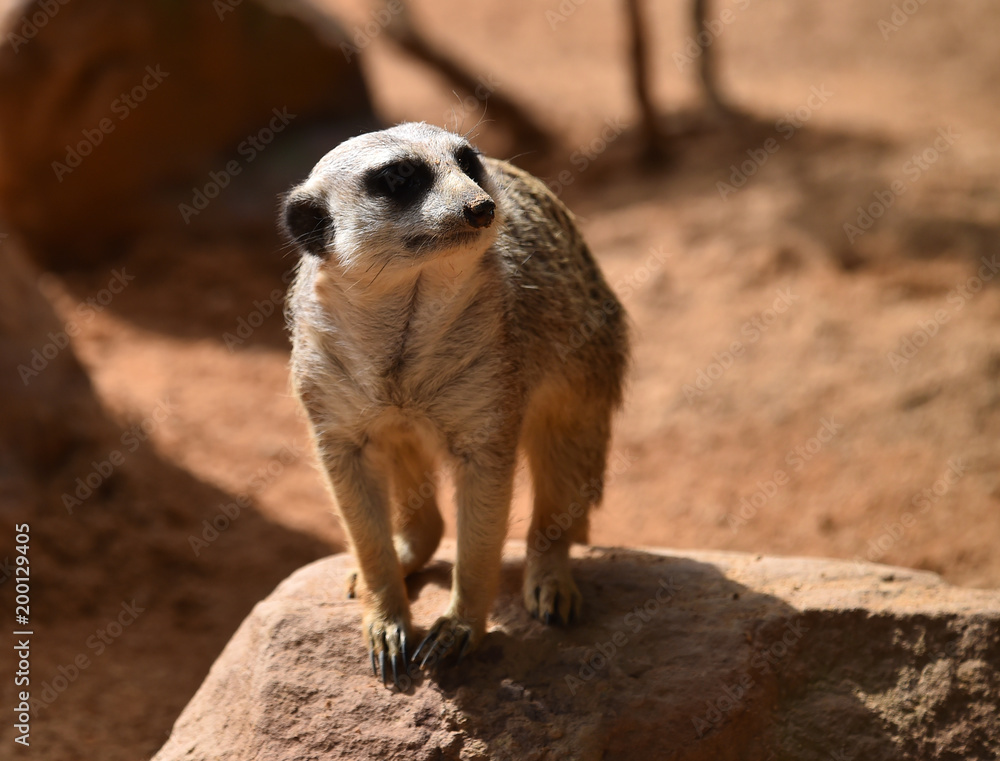 Fototapeta premium suricata