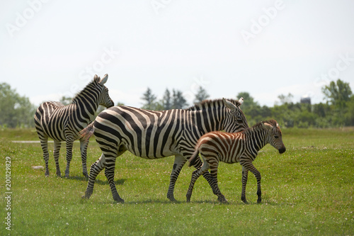 zoo  Zebra  traveling  large animal  nature  summer  adventure  Safari  fauna  stripes