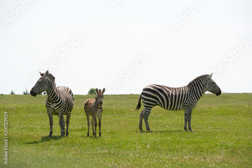 Fototapeta Naklejka Na Ścianę i Meble -  zoo, Zebra, traveling, large animal, nature, summer, adventure, Safari, fauna, stripes